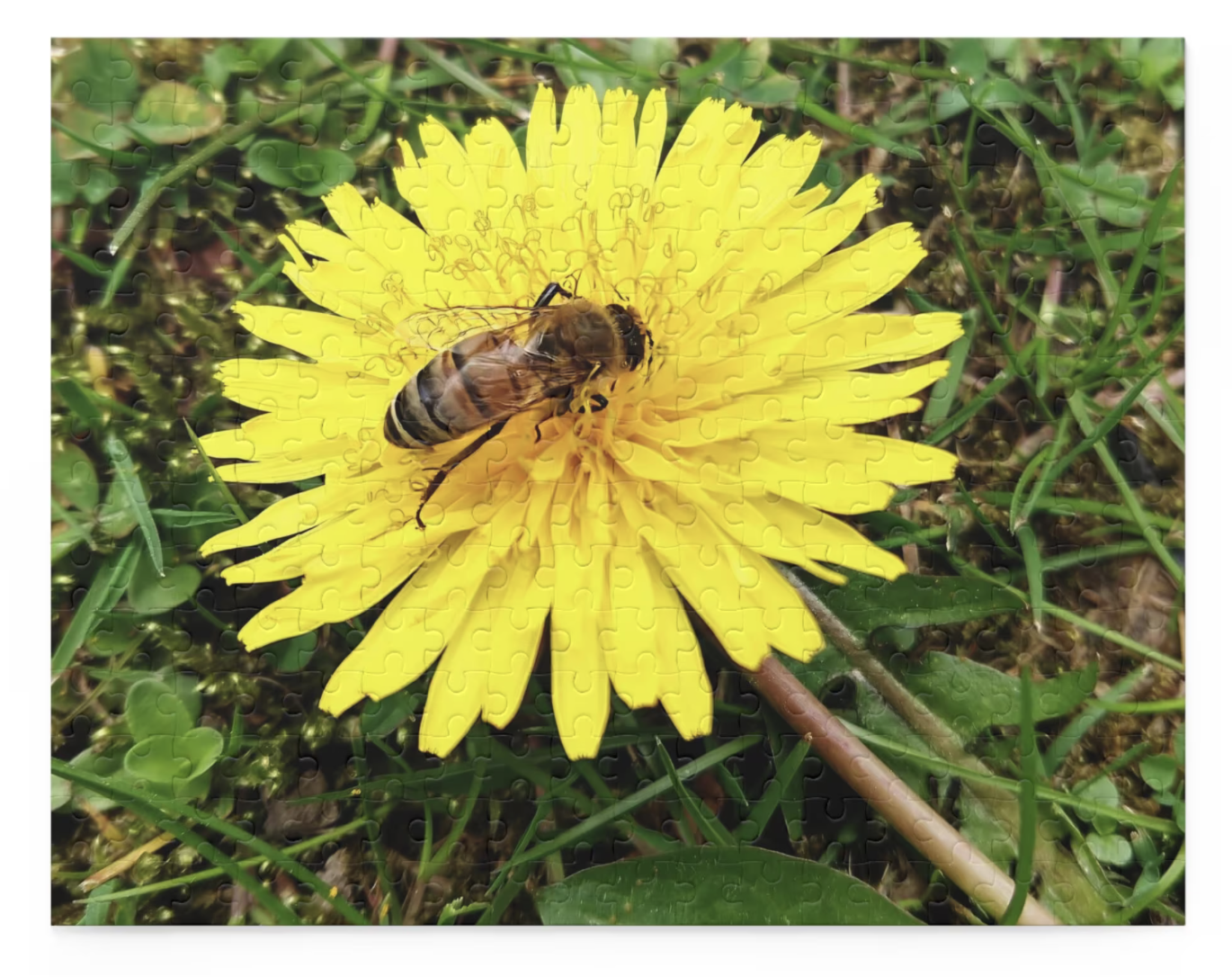 Bee on a Dandelion Puzzle – Honeybee Puzzle – Flower Puzzle